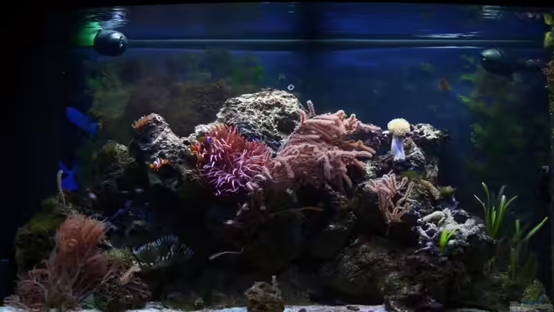 Aquarium Hauptansicht von Becken 17284