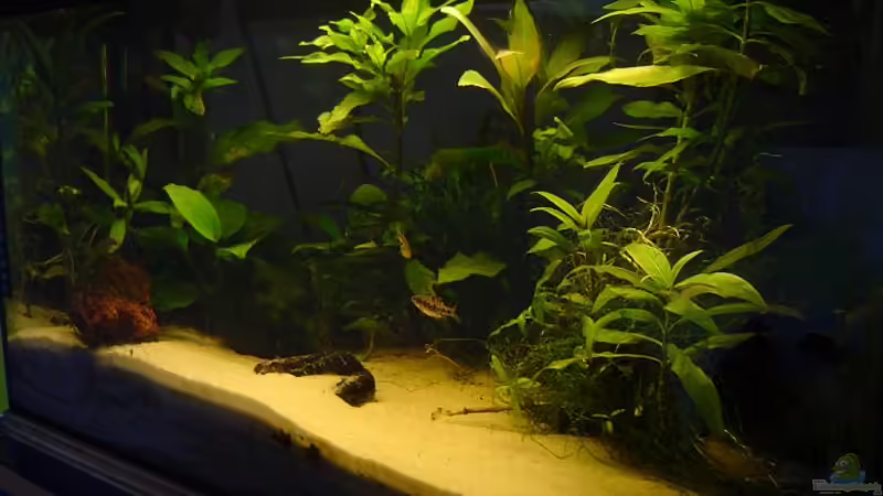 Aquarium Hauptansicht von Becken 1733 von Gerd Grau (1)