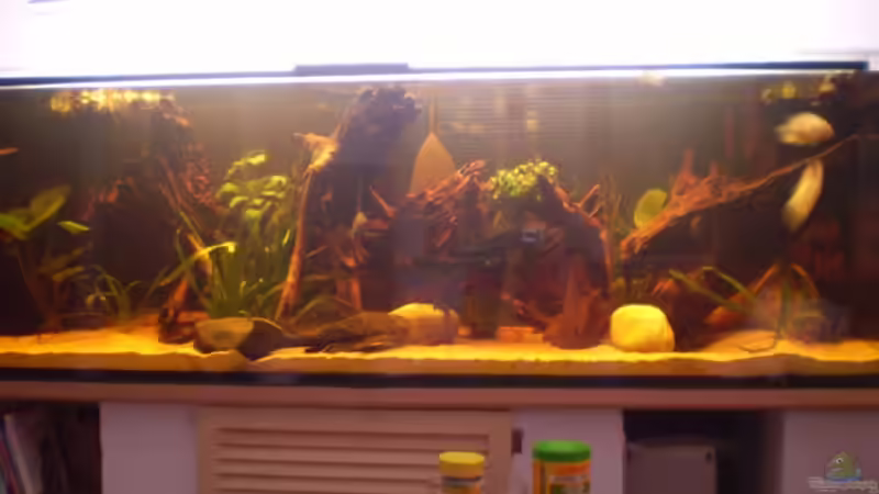 Aquarium Hauptansicht von Becken 17364