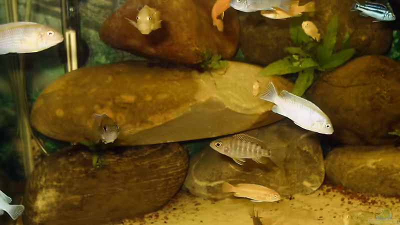 Aquarium Hauptansicht von Becken 174 von Mathias Szefka (1) (5)