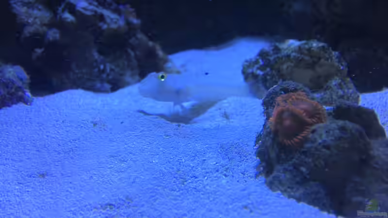 Aquarium Hauptansicht von Becken 17455 von Muhitin (1)