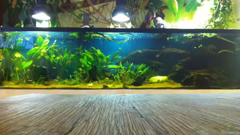 Aquarium Hauptansicht von Becken 17461 von der Maxe (1)