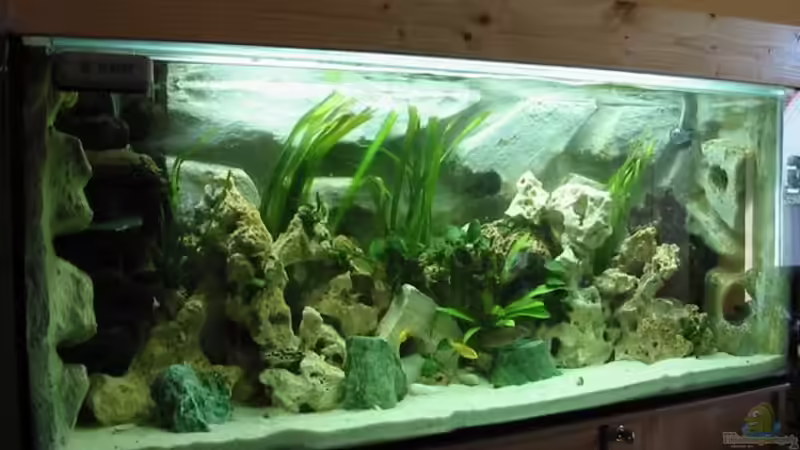 Aquarium Hauptansicht von Becken 1747 von Thomas Wüstemann (1)