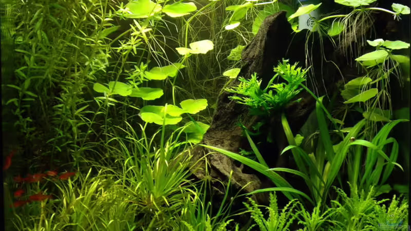 Aquarium Hauptansicht von Becken 17477