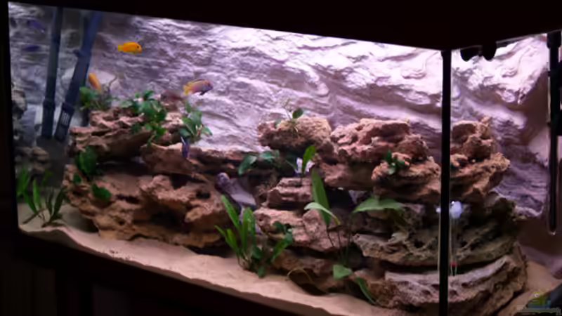 Aquarium Hauptansicht von Becken 1748 von Steffen Kehle (1)