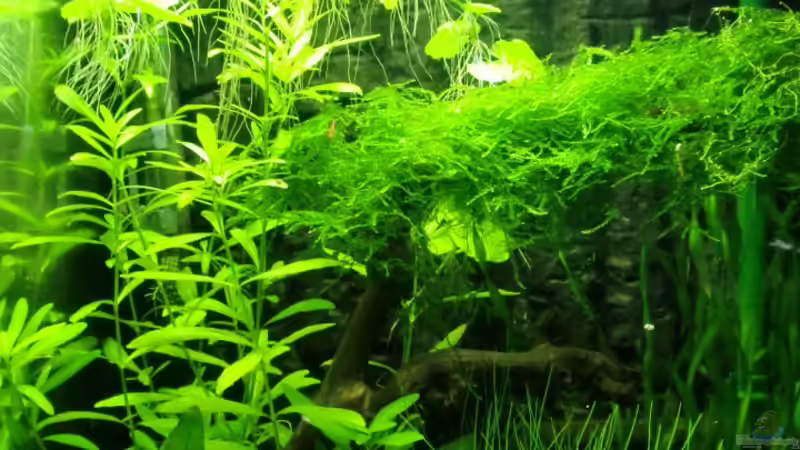 Aquarium Hauptansicht von Becken 17493