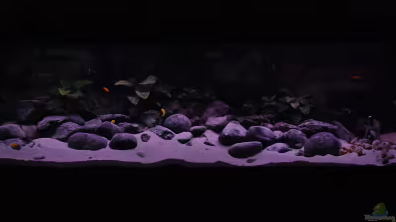 Aquarium Hauptansicht von Becken 17495 von Rob Van Der Velde (1)