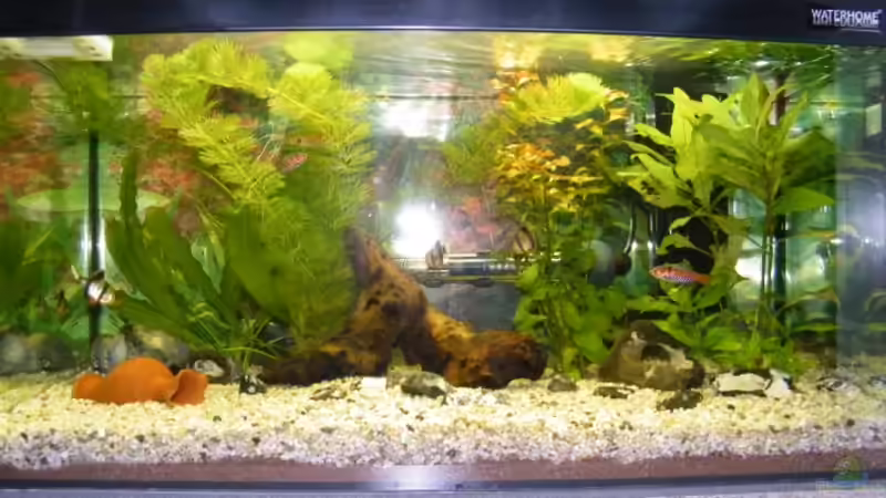 Aquarium Hauptansicht von Becken 17501 von Colonel