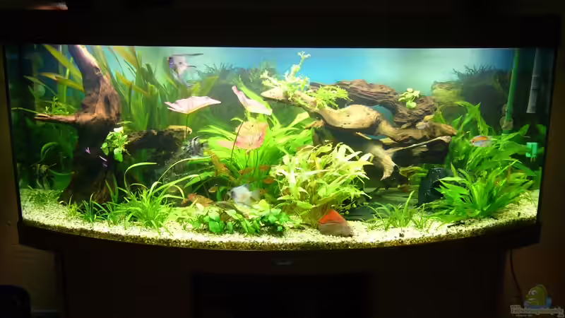 Aquarium Hauptansicht von Becken 17539 von Malinois (1)