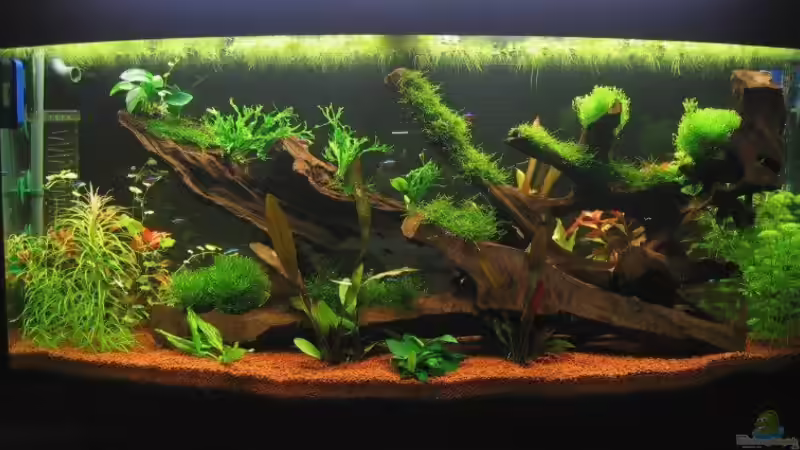 Aquarium Hauptansicht von Becken 1756