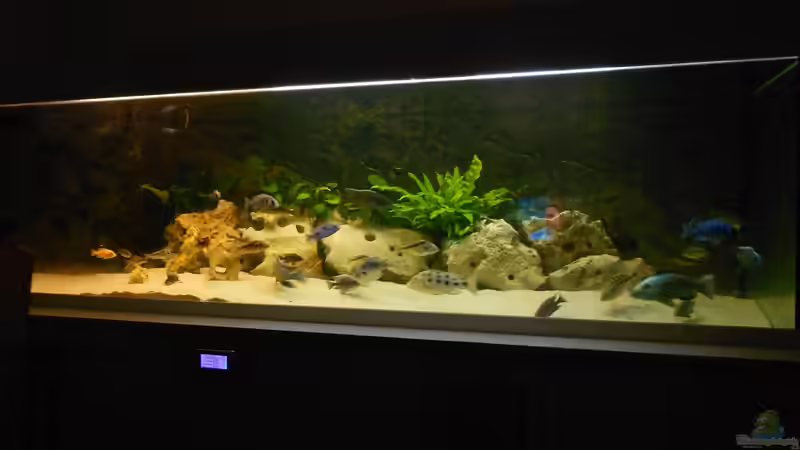 Aquarium Hauptansicht von Becken 17579 von Insulaner (1)