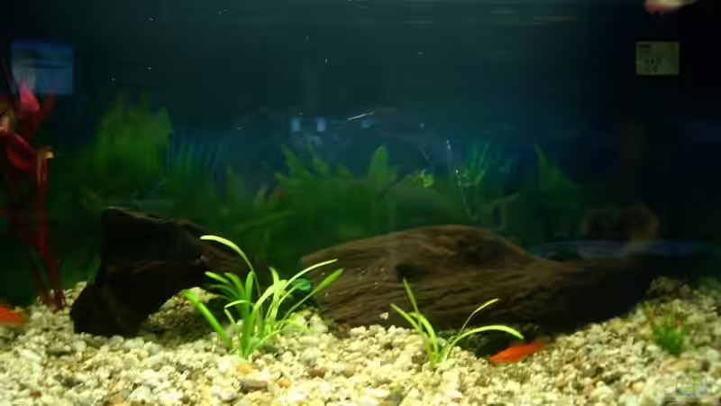 Aquarium Hauptansicht von Becken 1765