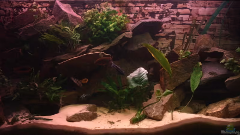 Aquarium Hauptansicht von Becken 1767 Aquarium Hauptansicht von Becken 1767