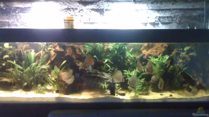 Aquarium Hauptansicht von Becken 17703