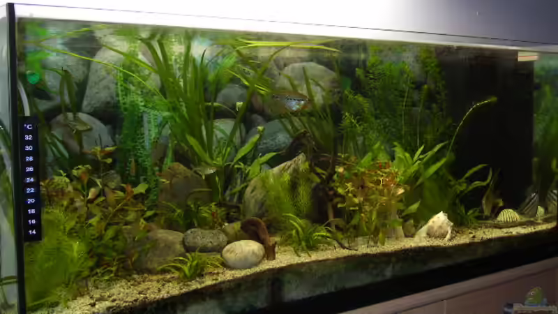 Aquarium Hauptansicht von Becken 1772 von Michael Bauer (1)