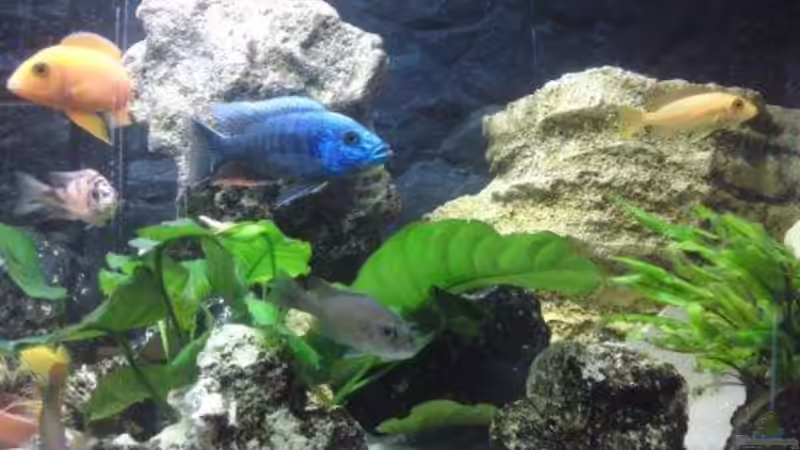 Aquarium Hauptansicht von Becken 17725 von sumsum0476 (1)