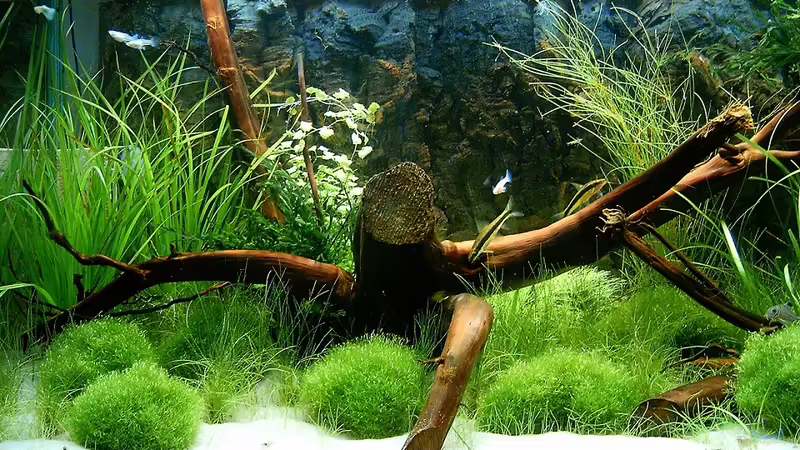 Aquarium Hauptansicht von Becken 17738 von zaffa