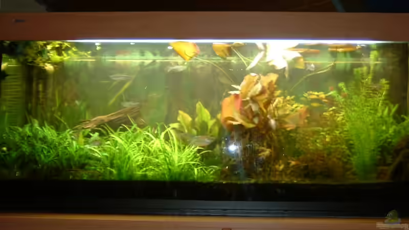 Aquarium Hauptansicht von Becken 1775 von Jean Pierre Seifert (1)