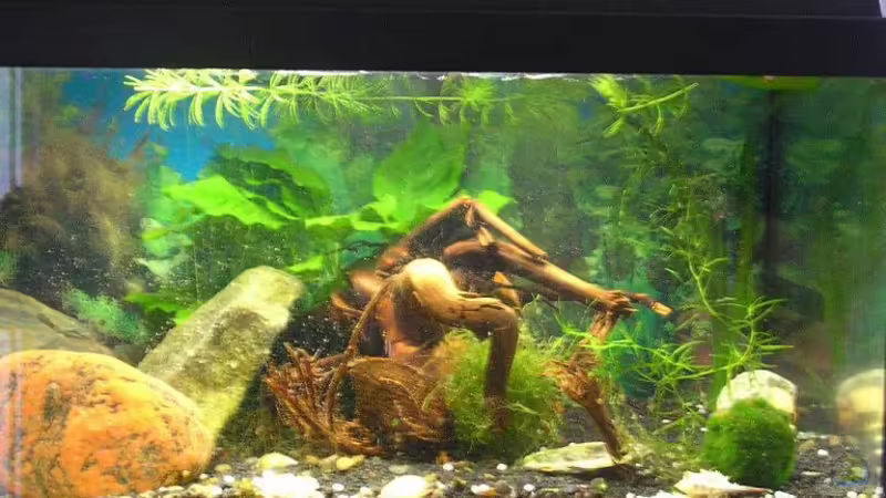 Aquarium Hauptansicht von Becken 1777 von Christina Geßner (1) (2)