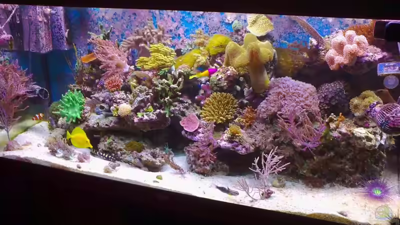 Aquarium Hauptansicht von Becken 17780