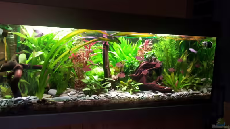 Aquarium Hauptansicht von Becken 17802