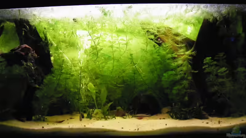 Aquarium Hauptansicht von Becken 17862 von Diskus-Freak®aka Benny&Anja (1)