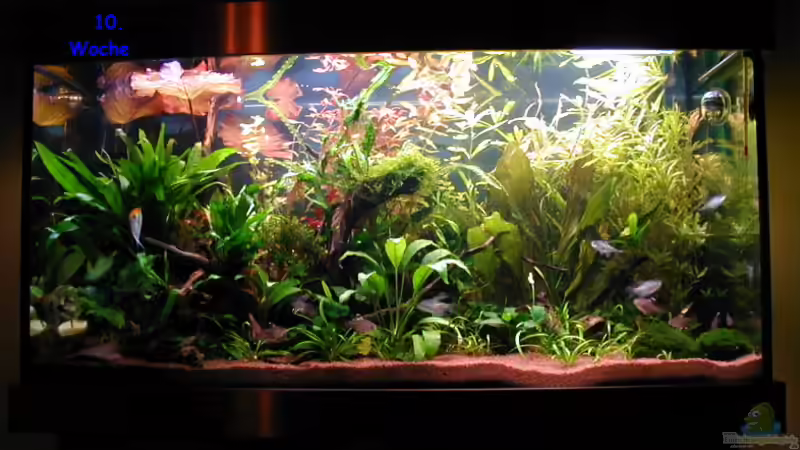 Aquarium Hauptansicht von Becken 1789 Aquarium Hauptansicht von Becken 1789