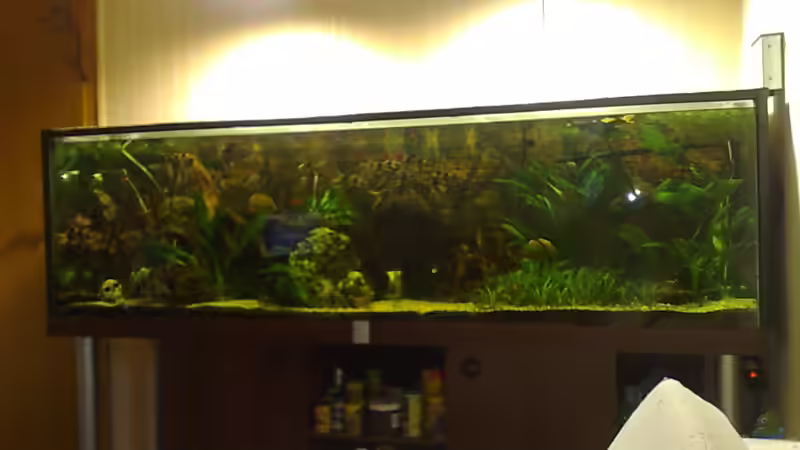 Aquarium Hauptansicht von Becken 17956 von Sebastian Rolfes (1)