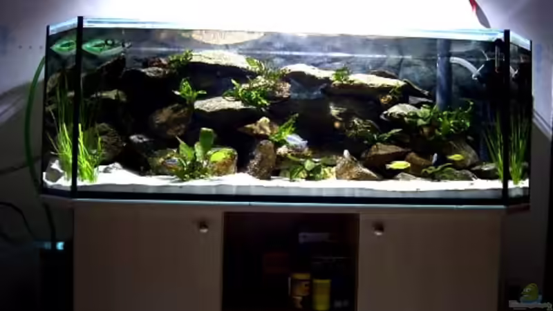 Aquarium Hauptansicht von Becken 1796 von Alexander Hrkalo (1)