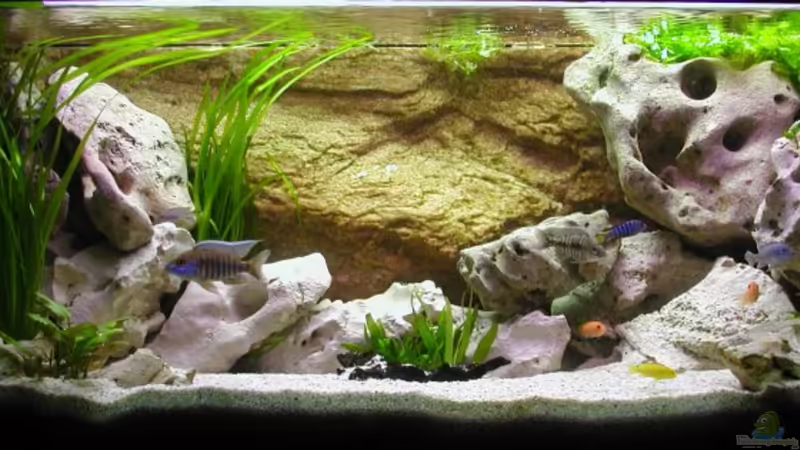 Aquarium Hauptansicht von Becken 180 von Stefan Henrich (1) (3)