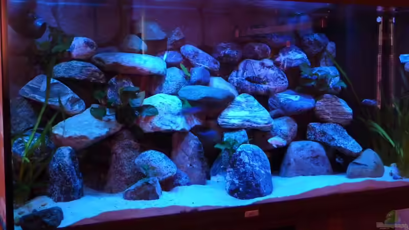 Aquarium Hauptansicht von Becken 18028 von Antje 78 (1)