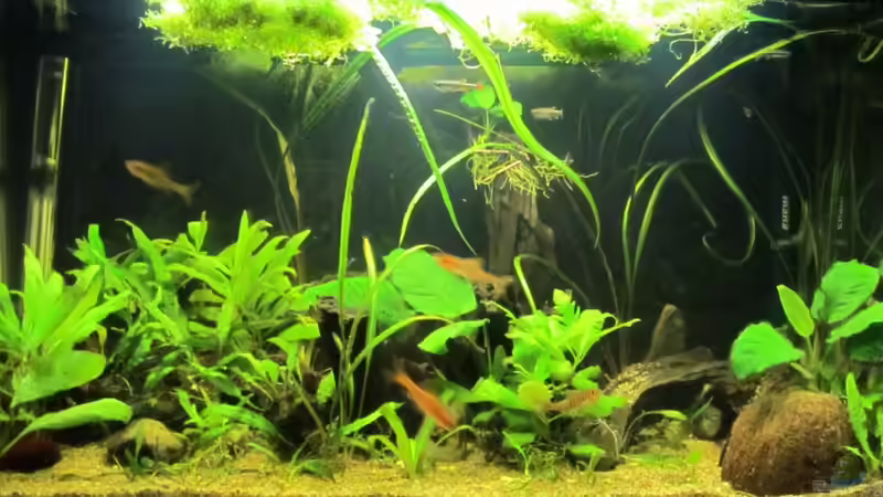 Aquarium Hauptansicht von Becken 18053 von gabbel (1)