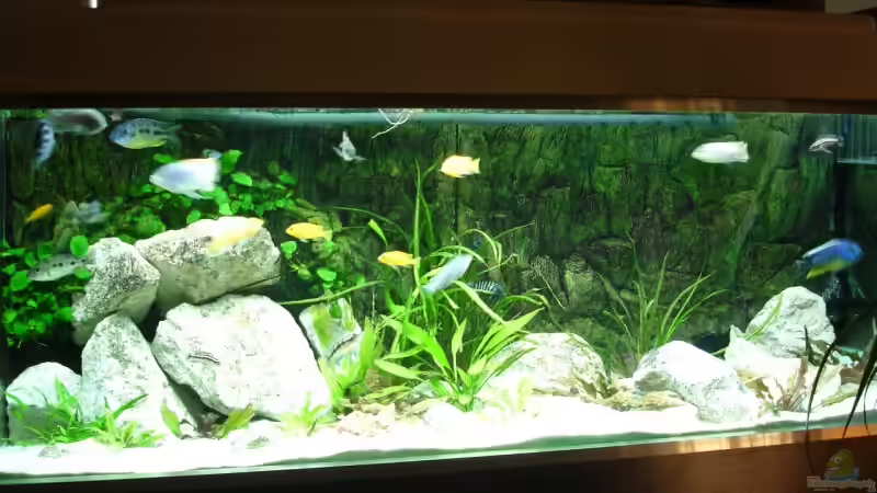 Aquarium Hauptansicht von Becken 1806 von Andreas Sperk (1)