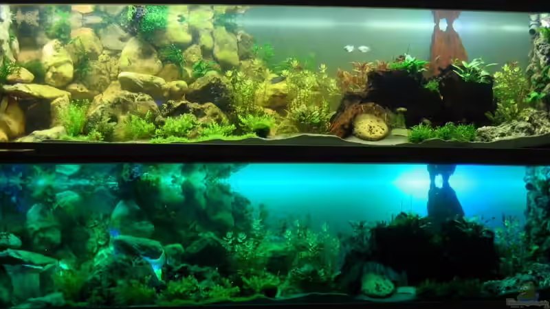 Aquarium Hauptansicht von Becken 18085 von Lommy (1)