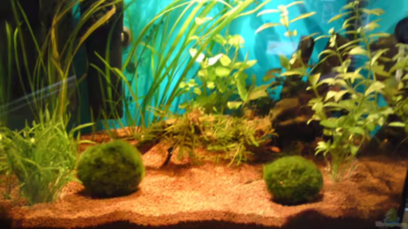 Aquarium Hauptansicht von Becken 18088