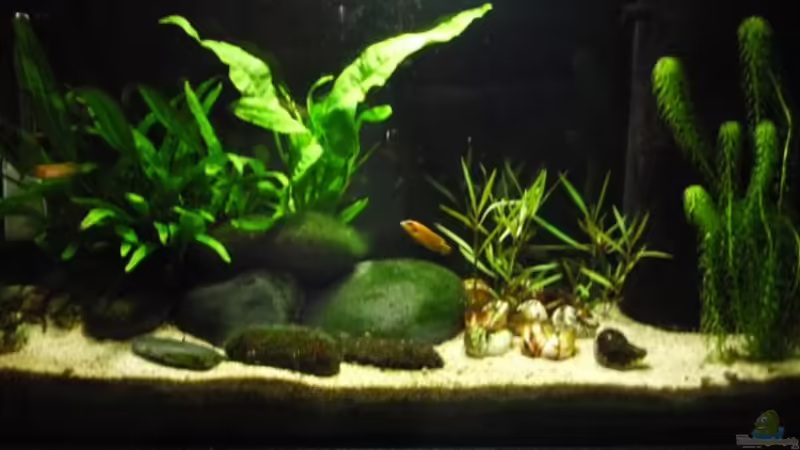 Aquarium Hauptansicht von Becken 18140 von vitus (1)