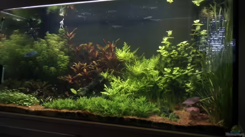 Aquarium Hauptansicht von Becken 18192 von TOMXY (1)