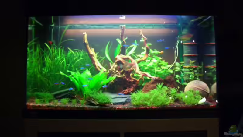 Aquarium Hauptansicht von Becken 18228 von Danny Freyer (1)