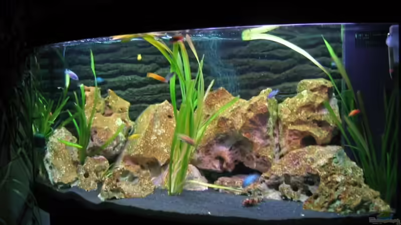 Aquarium Hauptansicht von Becken 1825 von Ralf Basche (1)