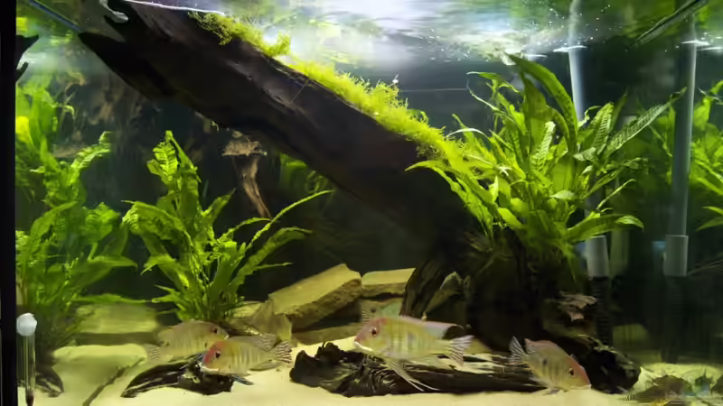 Aquarium Hauptansicht von Becken 18309