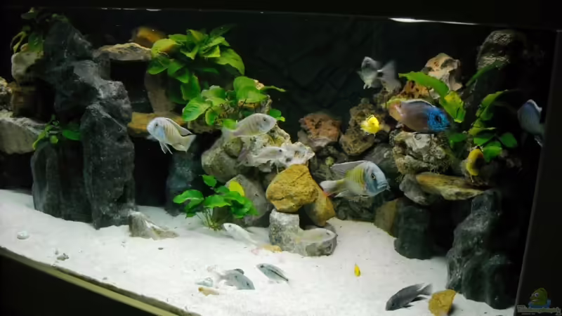 Aquarium Hauptansicht von Becken 18312 von Herbert (1)