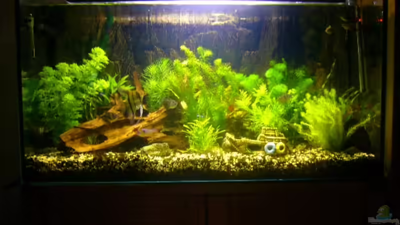 Aquarium Hauptansicht von Becken 1833 von Matthias Drong (1)