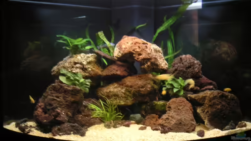 Aquarium Hauptansicht von Becken 1837 von Sebastian Zunhammer (1)