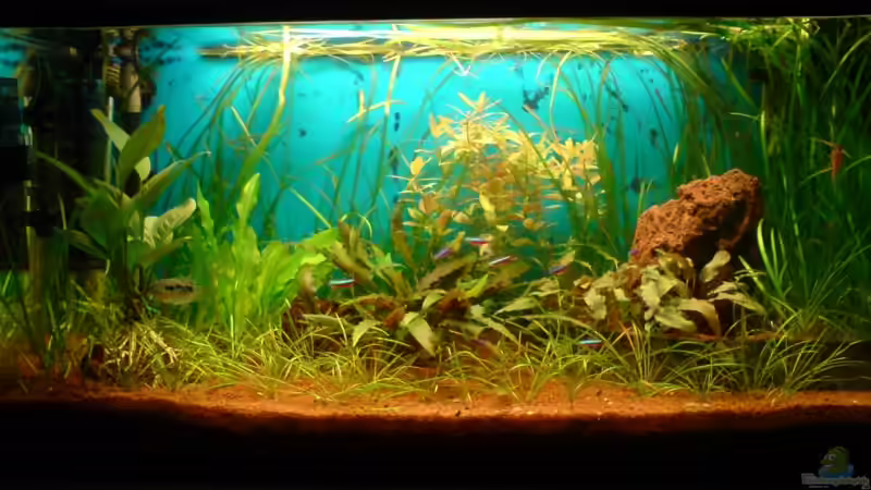 Aquarium Hauptansicht von Becken 1841 von Mario Coordes (1)