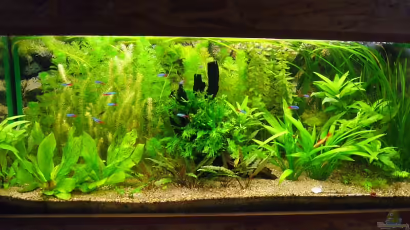 Aquarium Hauptansicht von Becken 18439 von Isabell Kölling (1)