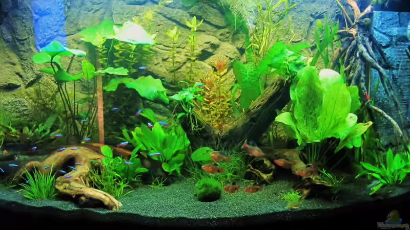 Aquarium Hauptansicht von Becken 18610 von Itsokay Matthäus (1)