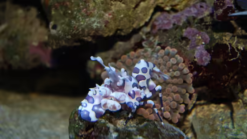 Aquarium Hauptansicht von Becken 18696