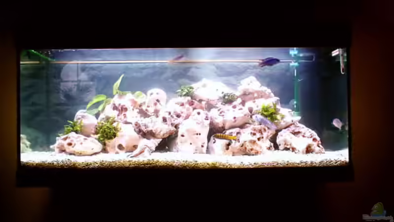 Aquarium Hauptansicht von Becken 187 von Sandro Gäbler (1)