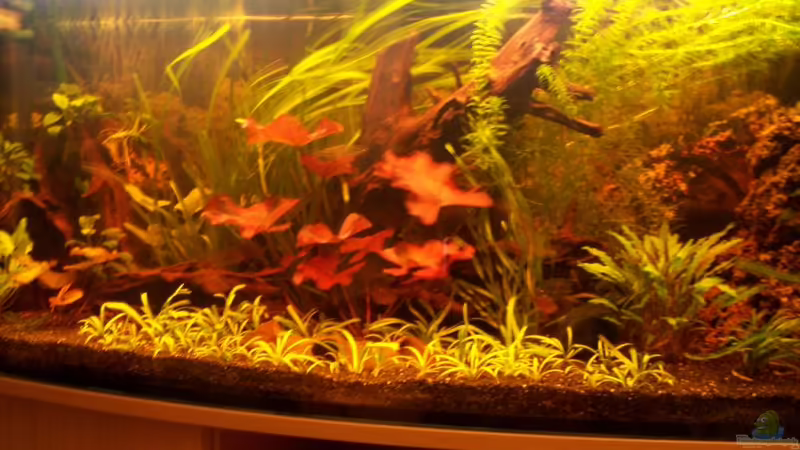 Aquarium Hauptansicht von Becken 1872 von René Schouwenaars (1)