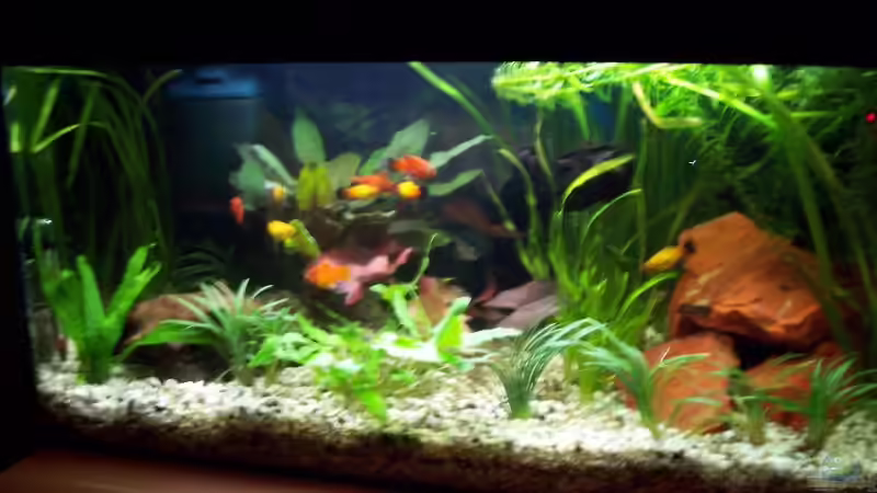 Aquarium Hauptansicht von Becken 1873 von Sabrina Fabig (1)